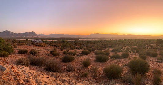 Joekels shares 13 fast facts about South Africa’s most popular homegrown tea - Rooibos